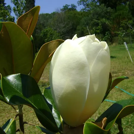 Апартаменты Scorpios Дассия