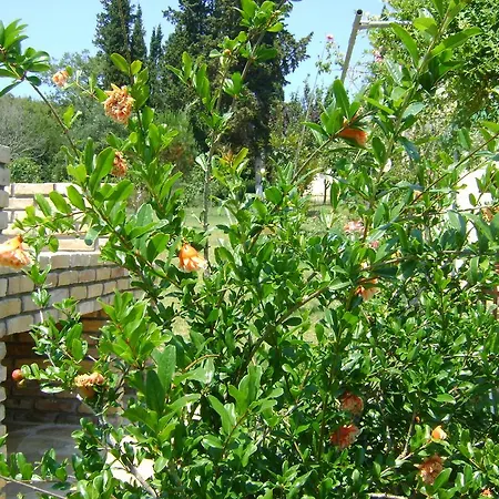 Apartment Scorpios Dassia (Corfu)
